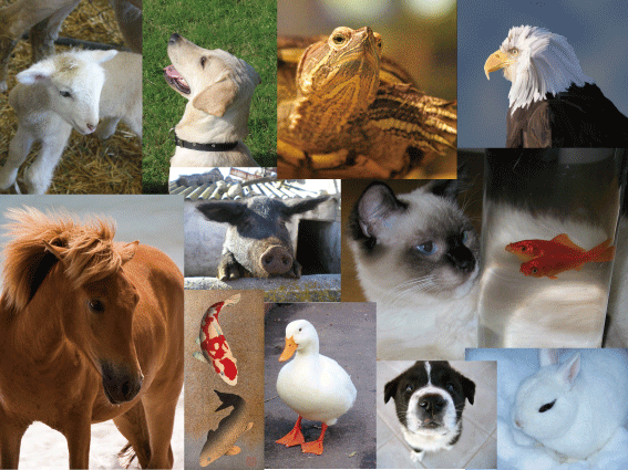 ペット用品の修理・修繕イメージ。
        ペット用品、犬、猫、鳥類、魚類、昆虫、爬虫類・両生類、その他動物、を含みます。